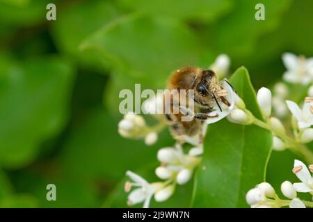 Italien, Lombardei, Bienensammlung auf chinesischen Privatblumen, Ligustrum Sinense Stockfoto