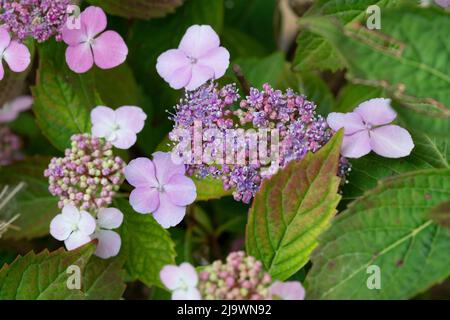 Rosa Blüten von Purple Lacecap, Hydrangea macrophylla Stockfoto