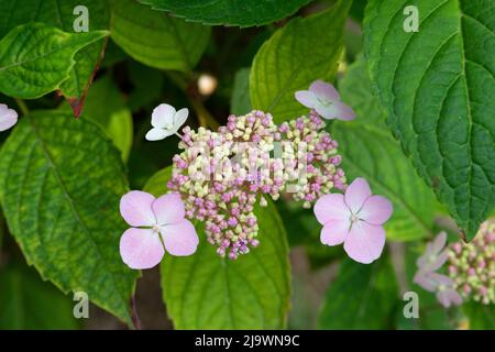 Rosa Blüten von Purple Lacecap, Hydrangea macrophylla Stockfoto