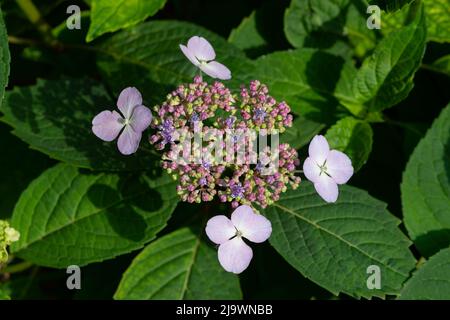 Rosa Blüten von Purple Lacecap, Hydrangea macrophylla Stockfoto