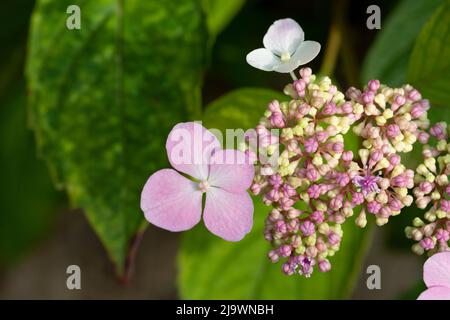 Rosa Blüten von Purple Lacecap, Hydrangea macrophylla Stockfoto