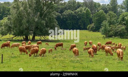 Herde von Kühen. Mutterkühe mit Kälbern und einem Stier grasen auf der Weide. Stockfoto