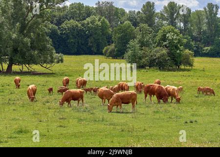 Herde von Kühen. Mutterkühe mit Kälbern und einem Stier grasen auf der Weide. Stockfoto