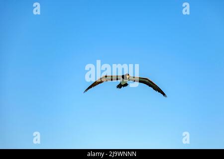 Seevögel fliegt allein mit offenen Flügeln und blauem Himmel hinter sich in Rio de Janeiro Stockfoto