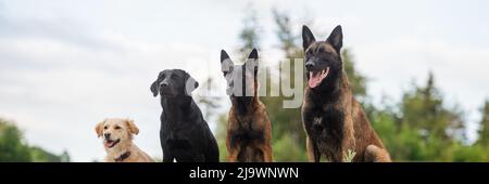 Breitbild-Bild von vier Hunden - belgischer malinois-Hirte, labrador Retriever und Mischling - sitzen in einer Reihe draußen in der Natur. Stockfoto