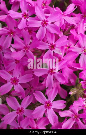 Vollformat-Makro Nahaufnahme des schönen Pink Phlox Subulata, Moos Phlox oder Kriechenden Phlox Stockfoto