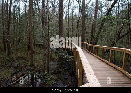 Der Congaree National Park liegt in South Carolina und bewahrt den größten Teil des alten, in den Vereinigten Staaten zurückgebliebenen Laubwaldes aus dem Boden Stockfoto