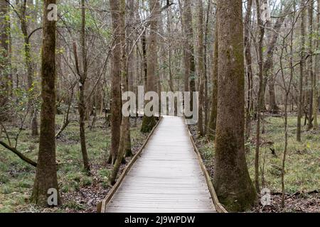 Der Congaree National Park liegt in South Carolina und bewahrt den größten Teil des alten, in den Vereinigten Staaten zurückgebliebenen Laubwaldes aus dem Boden Stockfoto