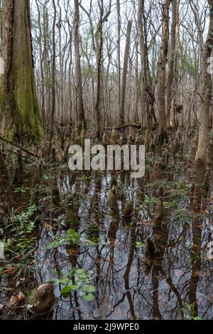 Der Congaree National Park liegt in South Carolina und bewahrt den größten Teil des alten, in den Vereinigten Staaten zurückgebliebenen Laubwaldes aus dem Boden Stockfoto