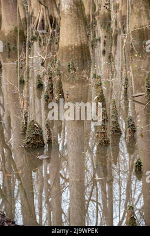 Der Congaree National Park liegt in South Carolina und bewahrt den größten Teil des alten, in den Vereinigten Staaten zurückgebliebenen Laubwaldes aus dem Boden Stockfoto