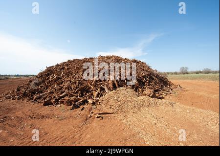 Haufen von explantierten Wurzeln und Ästen von Olivenbäumen, die von Xylella fastidiosa getroffen werden Stockfoto