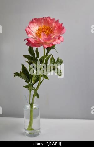 Schöne rosa Pfingstrose Blumen auf weißem Hintergrund Stockfoto