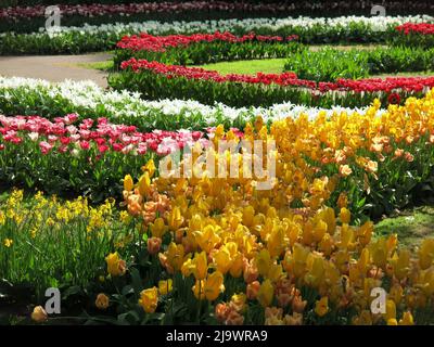 Farbtupfer aus den 7 Millionen Tulpenbirnen, die jährlich im Keukenhof Park in den Niederlanden für eine der größten Blumenschauen Europas gepflanzt werden. Stockfoto