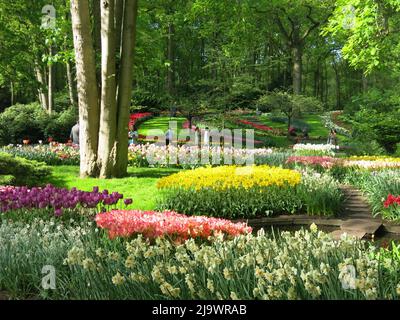 Farbtupfer aus den 7 Millionen Tulpenbirnen, die jährlich im Keukenhof Park in den Niederlanden für eine der größten Blumenschauen Europas gepflanzt werden. Stockfoto