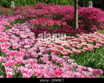 Farbtupfer aus den 7 Millionen Tulpenbirnen, die jährlich im Keukenhof Park in den Niederlanden für eine der größten Blumenschauen Europas gepflanzt werden. Stockfoto