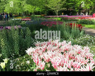 Farbtupfer aus den 7 Millionen Tulpenbirnen, die jährlich im Keukenhof Park in den Niederlanden für eine der größten Blumenschauen Europas gepflanzt werden. Stockfoto