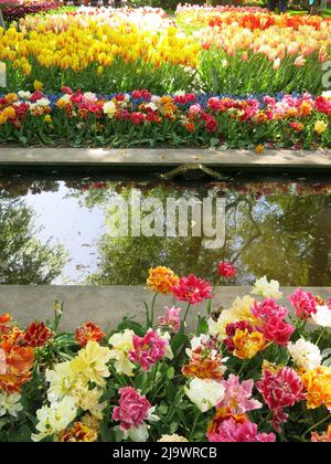 Farbtupfer aus den 7 Millionen Tulpenbirnen, die jährlich im Keukenhof Park in den Niederlanden für eine der größten Blumenschauen Europas gepflanzt werden. Stockfoto