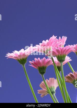 Nahaufnahme von Blütenstielen der leuchtend rosa Gerbera jamesonii, auch bekannt als African oder Transvaal Daisy, auf einem durchgehenden blauen Hintergrund mit Kopierraum. Stockfoto