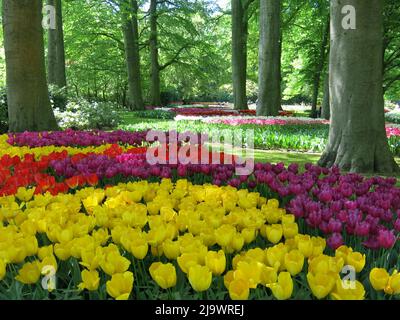 Farbtupfer aus den 7 Millionen Tulpenbirnen, die jährlich im Keukenhof Park in den Niederlanden für eine der größten Blumenschauen Europas gepflanzt werden. Stockfoto