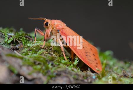 Rosy Footman Moth, Miltochrista miniata, sitzend auf Einem Mossy Log, New Forest UK Stockfoto