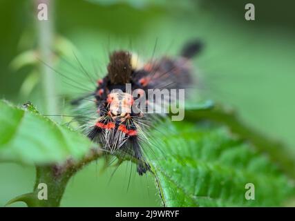 Kopfschuss Einer Vaporer Moth, Orgyia antiqua, Caterpillar, New Forest UK Stockfoto
