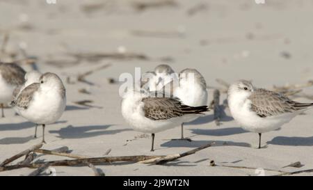 Nahaufnahme von Sanderlings (Calidris Alba) an einem Strand Stockfoto