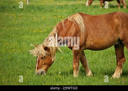 Ein männlicher Flaxen Chestnut Horse Hengst, der an einem sonnigen Tag auf einer Weide grast Stockfoto