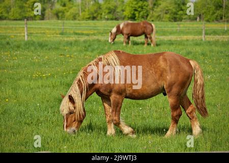 Ein männlicher Flaxen Chestnut Horse Hengst, der an einem sonnigen Tag auf einer Weide grast Stockfoto