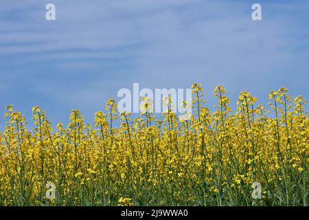 Nahaufnahme von gelben Canola-Blumen auf einem Farmfeld gegen einen sonnigen blauen Himmel Stockfoto