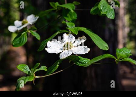 Dogwoods in Calaveras Big Trees State Park, Kalifornien Stockfoto