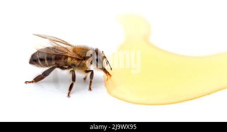 Biene in der Nähe von Honigtropfen aus der Nähe isoliert auf weißem Hintergrund. Stockfoto