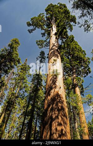 Calaveras Big Trees State Park, Kalifornien Stockfoto