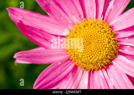 Tanacetum coccineum laurin, rosa Gänseblümchen-Blume mit Tautropfen in der Nähe Stockfoto