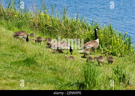 Gruppe von Kanadagänsen und Gänsen, Branta canadensis, grast neben einem See in Dorset, England Stockfoto