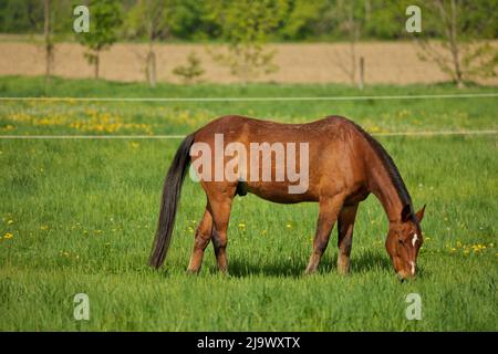 Ein männliches braunes Hengstpferd mit dem Punkt des weißen Punktes auf dem Kopf grast auf einer grünen Weide Stockfoto