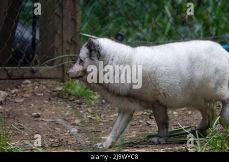 Ein Polarfuchs (Vulpes lagopus), der an einem Tor in einem Zaun vorbeigeht Stockfoto