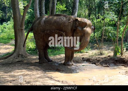 Ein indischer Elefant (Elephas maximus indicus) in der Nähe von Kanchanaburi, Thailand, nimmt ein Schlammbad und wirft Schlamm über seine Seite Stockfoto