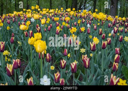 Weiße Narzisse stechen in einem Feld rot-gelber Tulpen hervor. Stockfoto