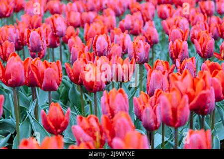 Rote Blume der Tulpe Sorte Papagei Rokoko. Hybriden von Tulpen - eine schöne Frühlingszwiebeln. Wachsende Knollenblumen im Garten. Litauen. Stockfoto