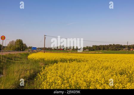 Schöne Frühlingsansicht des blühenden Rapsfeldes vor blauem Himmel. Schweden. Stockfoto