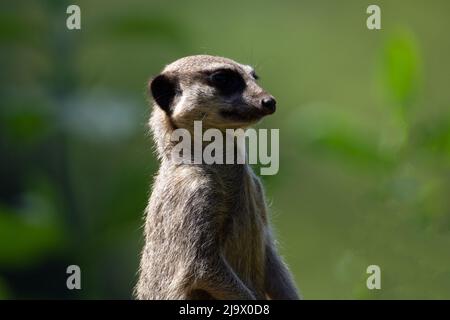 Nahaufnahme des Kopfes und der Schultern eines schlanken Schwanzmeerkattes (Suricata suricatta), der mit einem natürlichen Hintergrund aus grünem Gras beobachtet Stockfoto