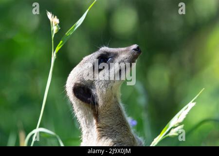 Nahaufnahme des Kopfes und der Schultern eines schlanken Schwanzmeerkattes (Suricata suricatta), der mit einem natürlichen grünen Grashintergrund aufschaut Stockfoto