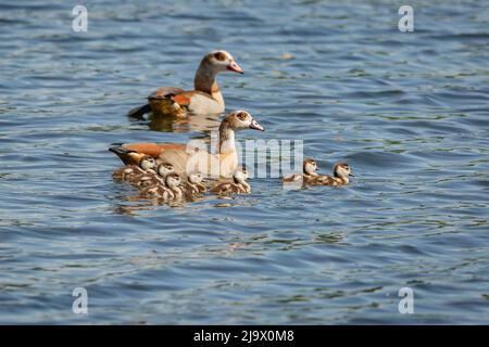 Eine ägyptische Gänsefamilie, zwei Eltern und süße sieben Ableger, die im blauen Wasser schwimmen. Sonniger Frühlingstag an einem See. Stockfoto