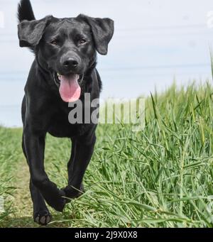 Schwarzer Labrador Retriever läuft durch ein Feld. Canis lupus Stockfoto