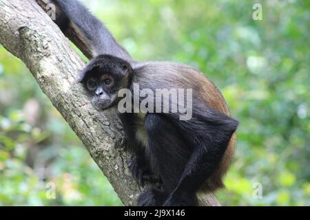 Geoffroys Spinnenaffe (Ateles geoffroyi) ruht in einem Baum mit tropischem Wald im Hintergrund Stockfoto