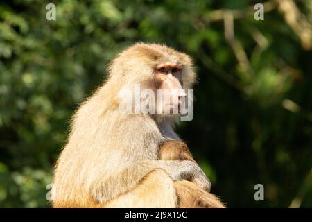 Hamadryas Pavian (Papio hamadryas) Eine Erwachsene weibliche Hamadryas Pavian mit Baby mit einem natürlichen Grüner Hintergrund Stockfoto