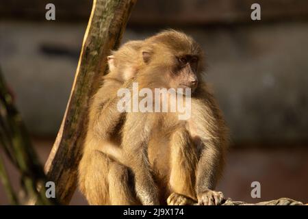 Hamadryas Pavian (Papio hamadryas) Weibliche Hamadryas Pavian in der Morgensonne entspannen Stockfoto