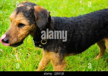 Kopf und Schultern eines schmutzigen, schwarz-braunen, arbeitenden Lakeland-Terriers, der auf grünem Gras steht und seine Nase leckt und einen Kragen trägt Stockfoto