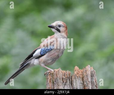 Eurasischer Eichelhäher auf einem Baumstumpf. Kirkcudbright, Schottland. Garrulus Glandarius Stockfoto