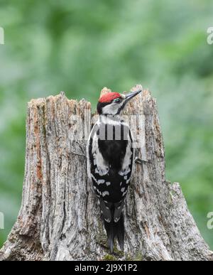 Jugendlicher Buntspecht. Dendrocopos major. Kirkcudbright, Schottland. Stockfoto